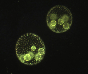The colonial alga Volvox tertius has about 2,000 cells and a
complete division of labor: cells either swim or reproduce, but not both.
The few large cells within these colonies are the reproductive cells, while
the many tiny cells do the swimming. (Copyright 2009 Matthew
Herron) The colonial alga Volvox tertius has about 2,000 cells and a
complete division of labor: cells either swim or reproduce, but not both.
The few large cells within these colonies are the reproductive cells, while
the many tiny cells do the swimming. (Copyright 2009 Matthew
Herron)